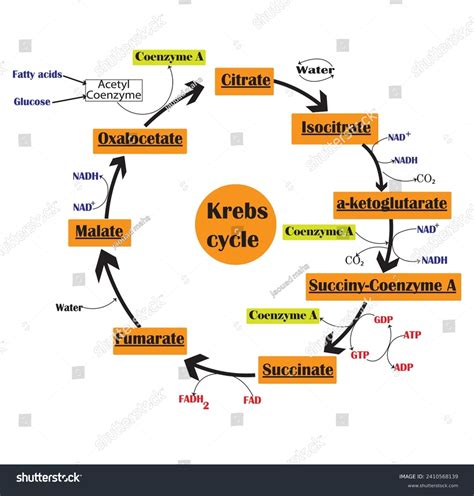 Krebs Cycle Citric Acid Cycle Diagram Stock Vector Royalty Free