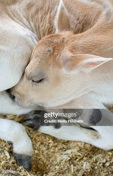 Jersey Cow Calf Photos and Premium High Res Pictures - Getty Images