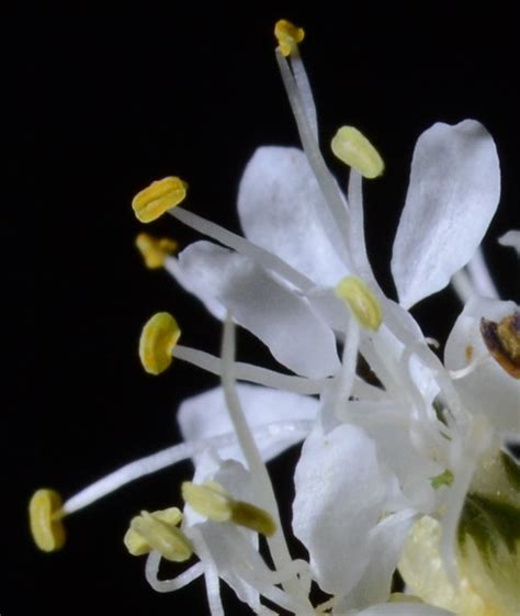 1407DSC 4539c Dalea Candida White Prairie Clover Fabacea Jack