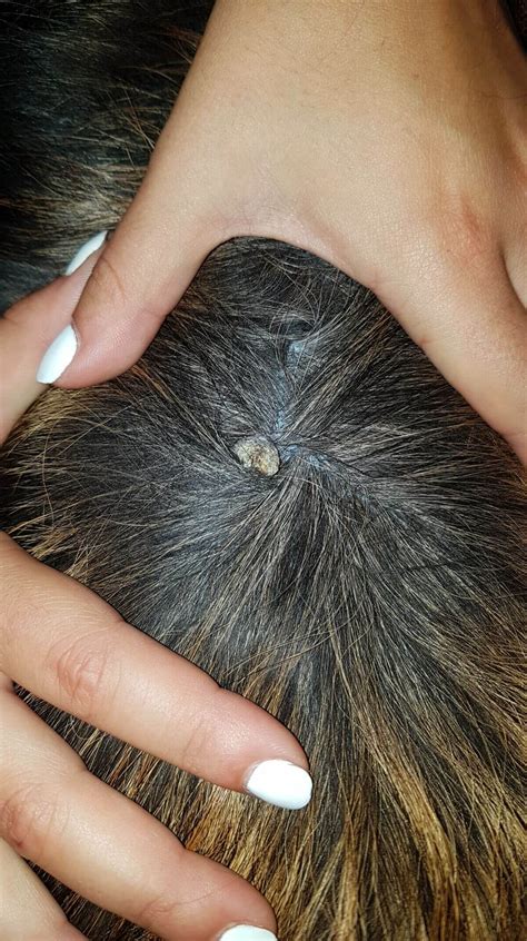 Bacterial Skin Infection in Dogs: Pyodermas - Your Dog's Skin - Douxo S3 UK