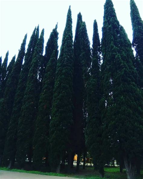 Парк Южные Культуры в Адлере - мини дендрарий! | Разумный туризм | Дзен