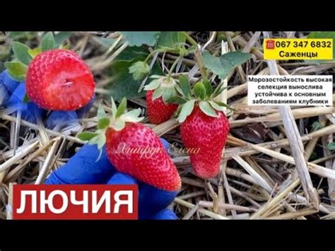 Обзор🍓клубника ЛЮЧИЯ сладкая, ароматная, выносливый сорт//Купить ...
