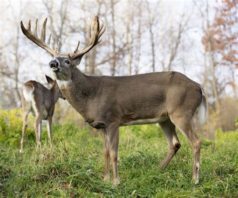 Deer Spirit Animal | Deer Totem Meaning