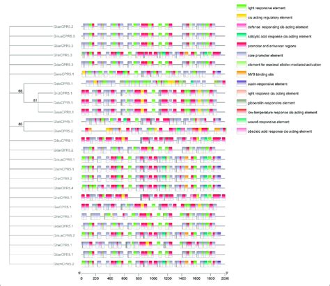 | Predicted cis-elements in CPR5 promoters. Promoter sequences (2,000 ... 