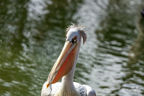 Pink Backed Pelican Pelecanus Rufescens In Senegal Stock Photo