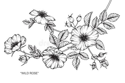 Wild Rose Flower Drawing and Sketch. Stock Vector - Illustration of ...