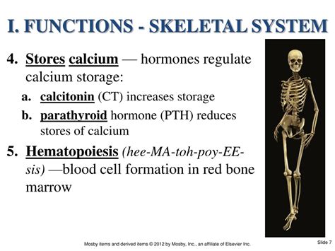 Ppt Chapter The Skeletal System Powerpoint Presentation Free