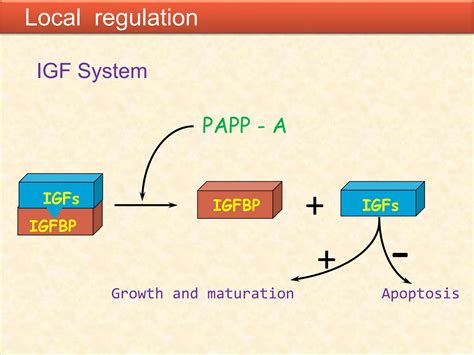 Follicular Dynamics In Cattleandbuffalo Ppt