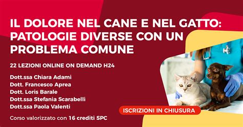 Il Dolore Nel Cane E Nel Gatto Patologie Diverse Con Un Problema