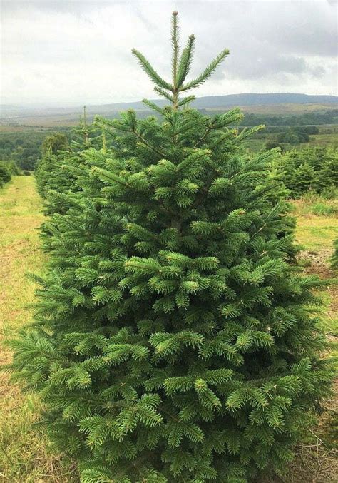 Nordman Fir Christmas Tree Scottish Tree Company