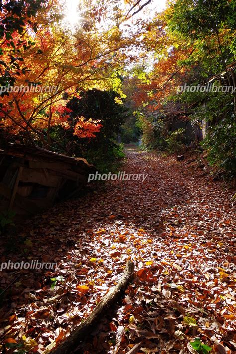 午後の日差しに照らされる 落ち葉の山道 写真素材 5273834 フォトライブラリー Photolibrary