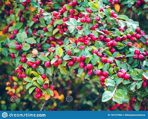 Red Berries Cotoneaster Horizontalis In The Garden Stock Photography