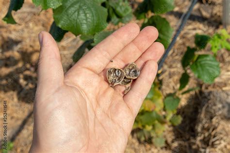 Stockfoto Med Beskrivningen Hazelnuts In The Hand Are Damaged By