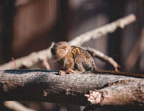 20 Finger Monkey Facts All About The Pygmy Marmoset Deep In The