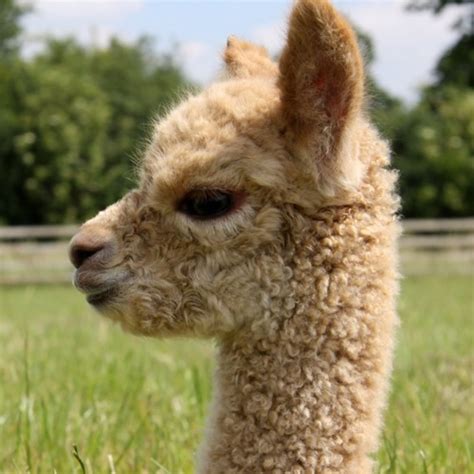 Stream STAY AMATEUR REMIX By Vine Songs Listen Online For Free On SoundCloud