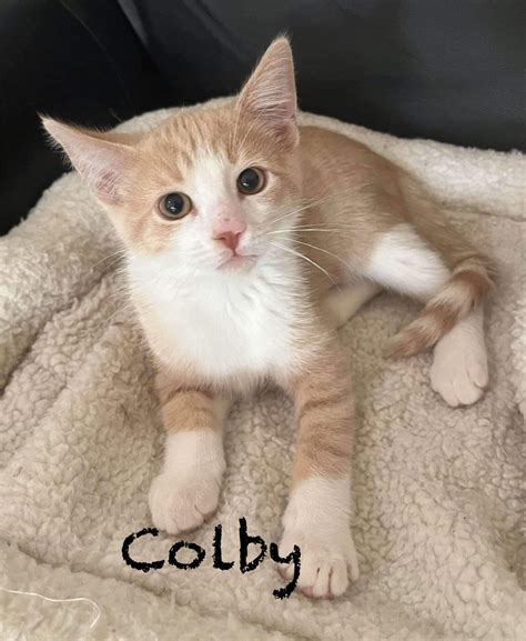 Colby - Yellowstone Litter's Web Page