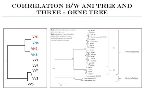 PPT Comparative Genomics Preliminary Results PowerPoint Presentation