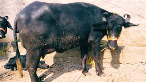 Murrahbhains 💫अच्छी नस्ल कीमुर्रा भैंस 20kg दूध के साथ उपलब्ध हैं।💫📱