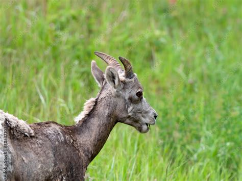 Wildlife in Peter Lougheed Provincial Park Campground Stock Photo ...