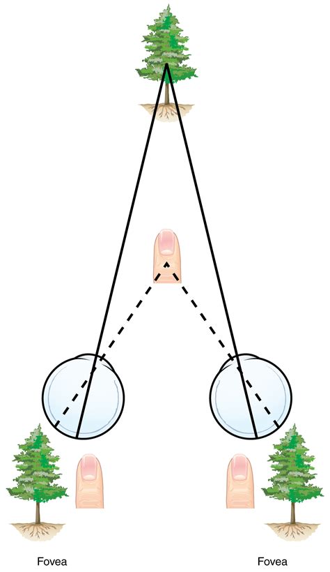 Stereo Depth Cues – Introduction to Sensation and Perception