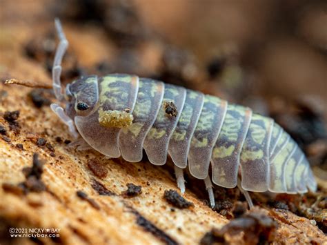 Armadillidium Versicolor Isopod Site