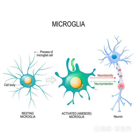 激活胶质细胞。教育医学生物和科学用途的向量图插画 正版商用图片0anyrt 摄图新视界