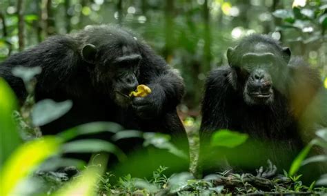 6 Days Luxury Gorilla Habituation And Chimpanzee Trekking Safari