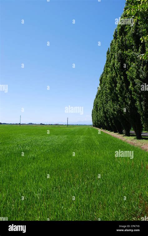flat green landscape  res stock photography  images alamy