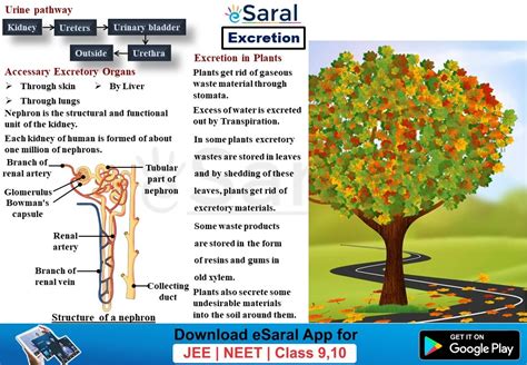 Life Processes Class 10 Chapter 6 Short Notes Mind Maps