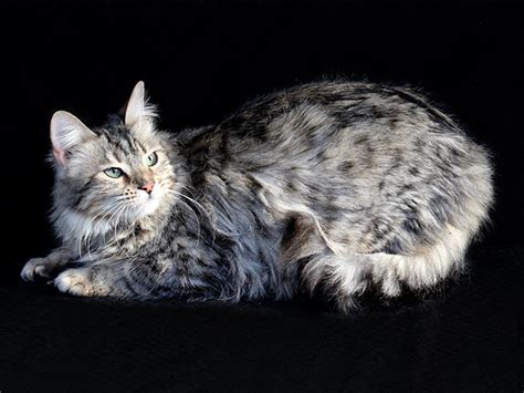 Cashmere Bengal Kitten For Sale Hot Sale Danzhao Cc