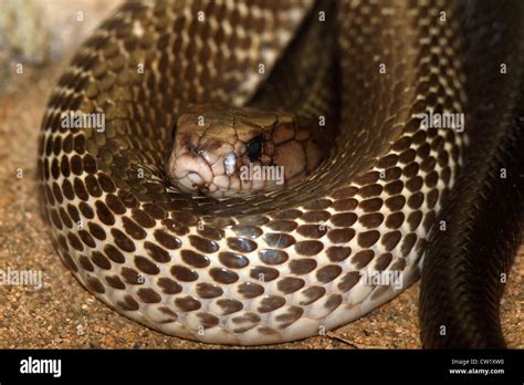 An Australian King Brown Snake Or Mulga Snake Pseudechis Australis