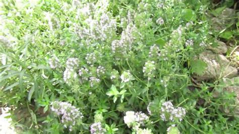 чабрец - великолепная травка - YouTube