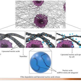 A Schematic Of NFs Carrying MiRNA Mimic Or Antagomir Loaded Liposomes