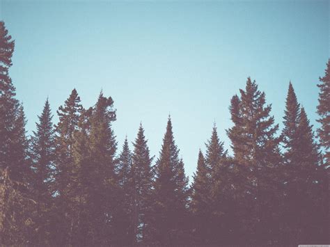 Vintage Forest Wallpapers - Top Free Vintage Forest Backgrounds ...