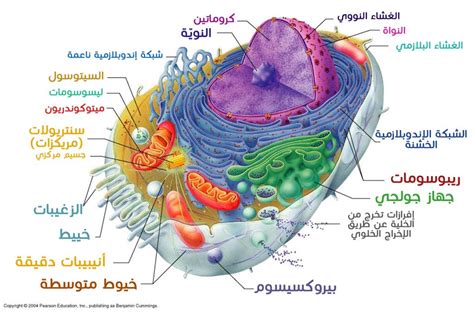 عضيات الخلية مجلة الباحثون المصريون العلمية