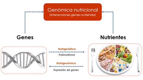 Nutrigen Mica Del Autismo Liga De Intervenci N Nutricional Contra