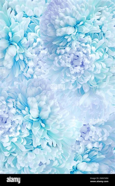 Floral Background Asters Petals Texture In Blue Colors Floral Wallpaper