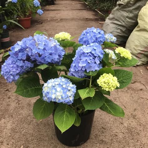 花友无尽夏绣球盆栽大苗绣球花卉多年生木本植物室外阳台客厅 2加仑无尽夏绣球蓝色【图片 价格 品牌 报价】 京东