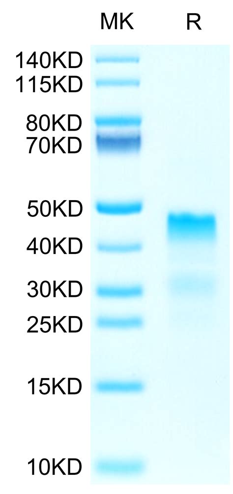 Biotinylated Human Rgma Protein Recombinant Reprokine