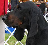 black and tan coonhound dog - hound dog breeds from the online dog encyclopedia - dogs in depth.com