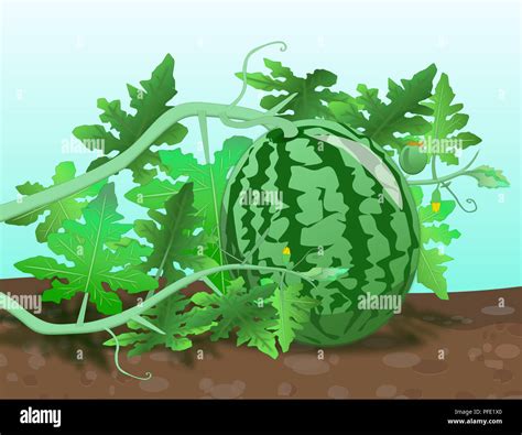 Watermelon plant growth stages hi-res stock photography and images - Alamy