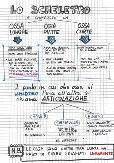 Lezione Sistema Scheletrico Scuola Primaria Maestravera It Lezioni