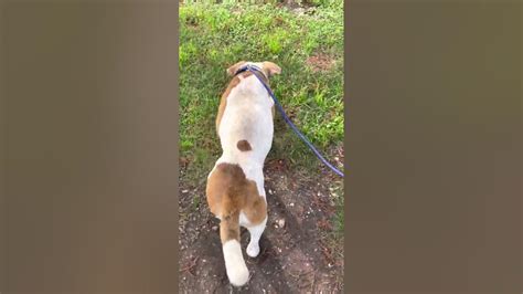 Marty A1854168 Walks On A Leash Youtube