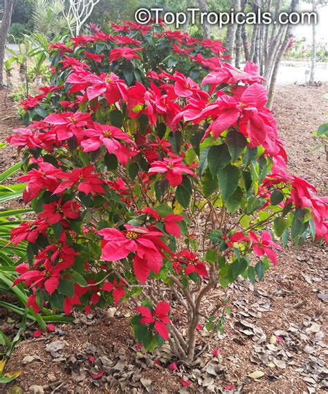 Euphorbia Pulcherrima Ponsettia Poinsettia Christmas Plant Poincettia