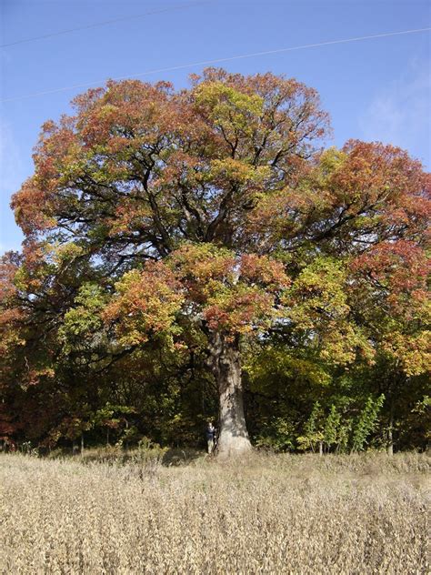 Quercus Alba White Oak American White Oak Van Den Berk Nurseries