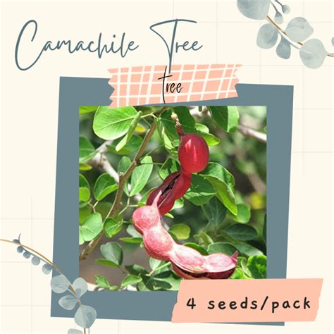 Camachile Tree Seeds for Planting (4 seeds) | Lazada PH