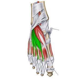 Foot muscles – Easy Anatomy 3D