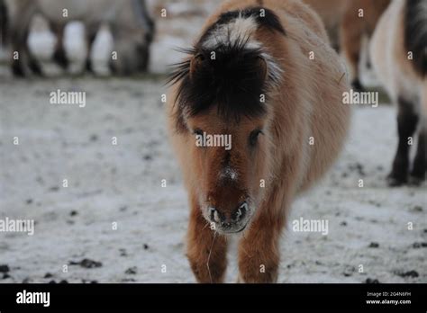 Yakuts Russia Hi Res Stock Photography And Images Alamy