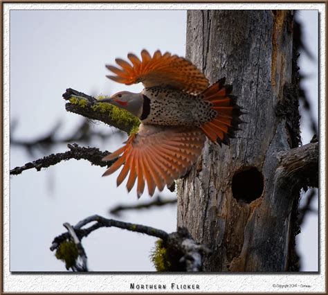 Creston Valley Bird Fest A Success Wildsight