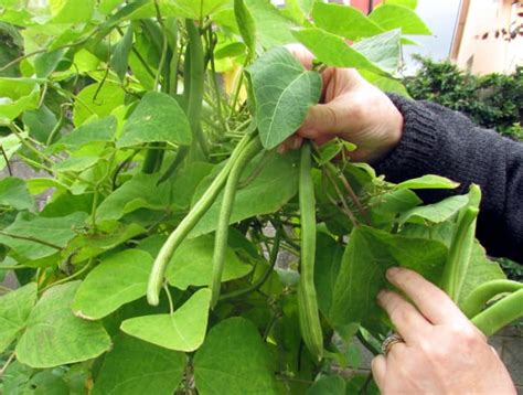 How To Sow Plant And Grow Runner Beans From Seeds In The Garden Hubpages